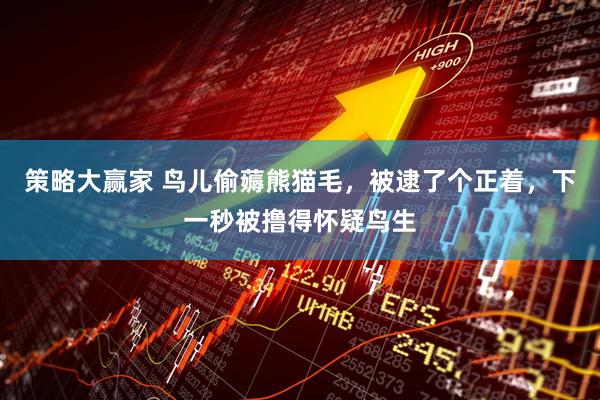 策略大赢家 鸟儿偷薅熊猫毛，被逮了个正着，下一秒被撸得怀疑鸟生
